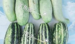 内蒙古网红吃瓜,揭秘草原上的“瓜界风云”